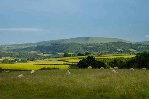 Sheep stare at camera while grazing at a green field in Wales 스톡 사진
