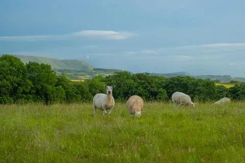 Sheep stare at camera while grazing at a green field in Wales 스톡 사진