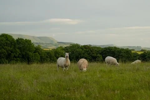 Sheep stare at camera while grazing at a green field in Wales Foto stock