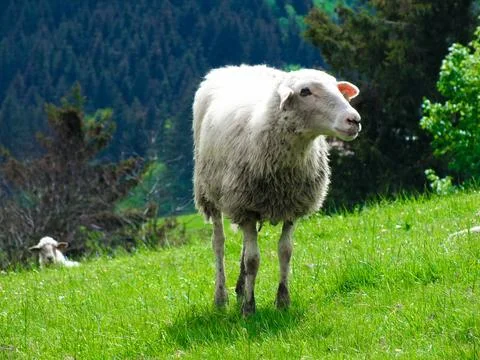 Sheep Staring At Another Sheep Stock Photos
