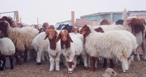 Sheep staring at the camera in confusion with a background of many other sheep Stock Footage 184743834