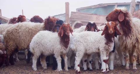 Sheep staring at the camera in confusion with a background of many other sheep Stock Footage 184748794