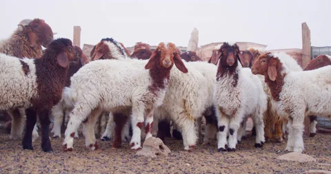 Sheep staring at the camera in confusion with a background of many other sheep Stock Footage 184757058