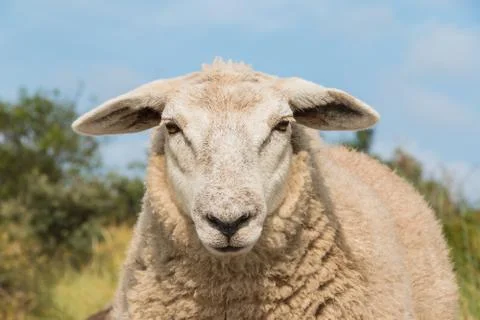 Sheep staring up close view head Stock Photos