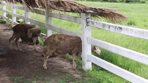 Sheep sticking head through white wooden fence to eat green grass. 库存影片 340156265