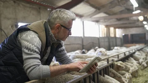 Sheep stockbreeder in barn using digital tablet Stock Footage 88981172