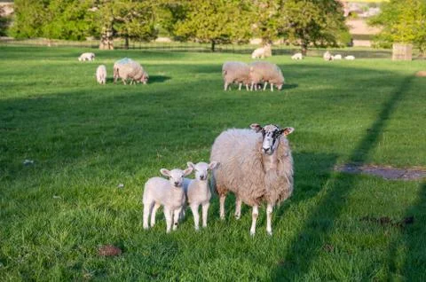 A sheep stood next to two young lambs in a field filled with more sheep Foto stock