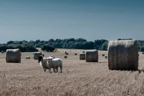 Sheep with straw bails Stock Photos
