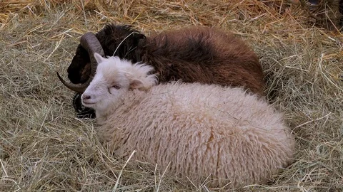 Sheep in the straw Stock Footage 84067874