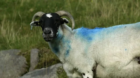 A sheep with a striking blue stripe on its back Stock Footage 255505173