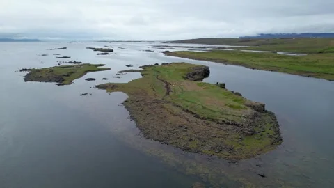 Sheep Stuck on Small Island Due to Rising Tides in West Fjords Iceland Stock Footage 258498270