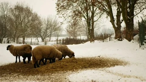 Sheep Suffolk lambs bio winter organic farm ewe corn silage fodder feeding baby Video stock 229940495