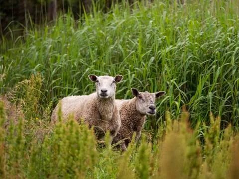 Sheep in summer pasture Stock Photos