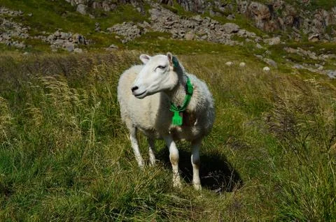 Sheep in summer Stock Photos