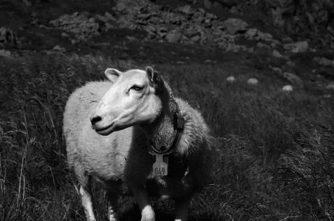 Sheep in summer Stock Photos