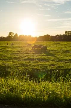 Sheep at sundown Stock Photos