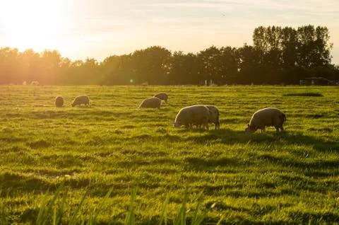 Sheep at sundown Stock Photos