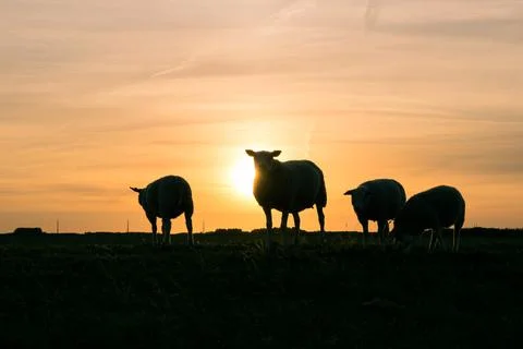 Sheep at sundown Stock Photos