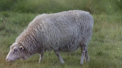 Sheep in the sunny field eating grass Stock Footage