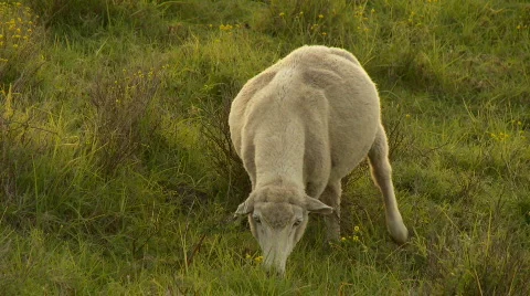 Sheep at Sunset Stock Footage 627582