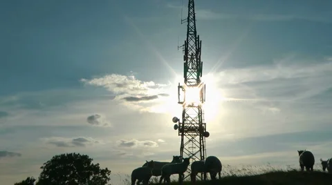 Sheep at sunset Video stock 6567975