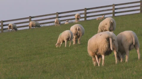 Sheep at sunset Stock Footage 25669476
