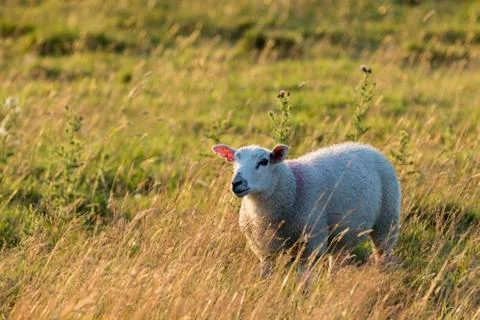 Sheep in sunset light Stock Photos