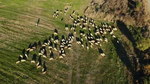 Sheep Sunset Slow Walk Forward Tilt Down Stock Footage 201481680