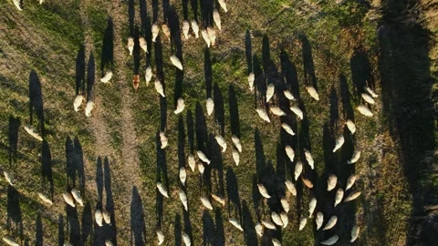 Sheep Sunset Slow Walk Slow Rise Top Down Stock Footage 201737134