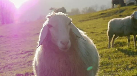 Sheep in sunset slowmotion Stock Footage 56372037