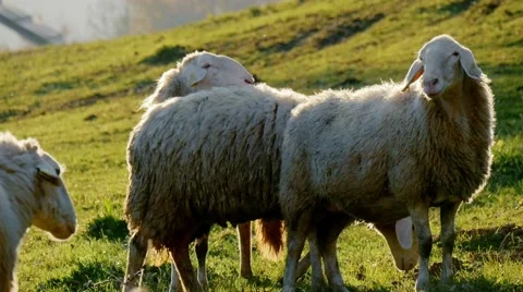 Sheep in sunset slowmotion Stock Footage 56372142