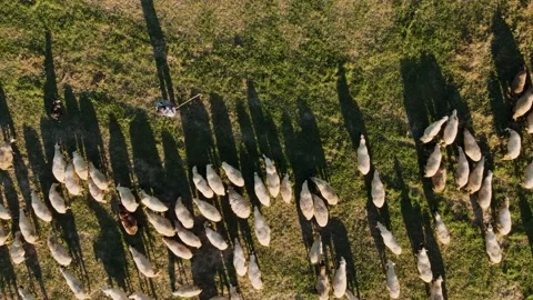 Sheep Sunset Walk Steady Forward Top Down Stock-Footage 201737119