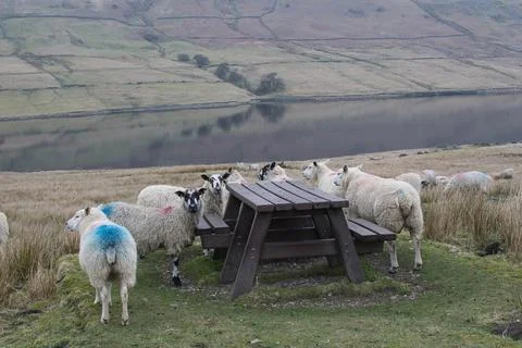 Sheep surrounding a picnic table Stock Photos