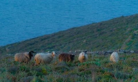 Sheep in Syros Stock Photos