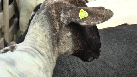 Sheep with Tag in Ear 스톡 동영상 79759426