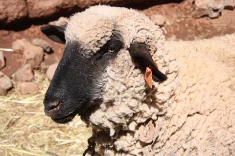 Sheep with a tag in the ear Stock Photos