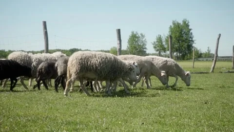 A sheep with tags on their ears and lambs graze in the pasture. Stock Footage 281352653