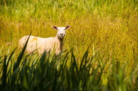 Sheep in the tall grass Stock Photos
