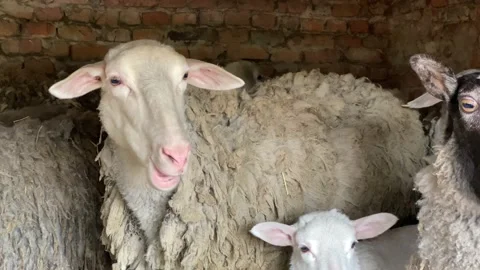 Sheep with tangled wool stands among herd and chews hay Stock Footage 182850381
