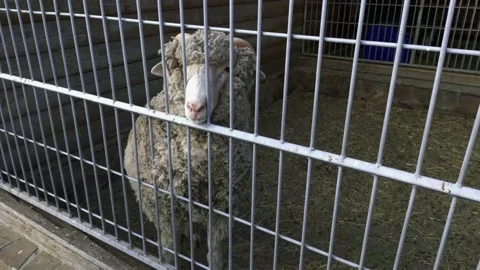 Sheep on the territory of the zoo Stock Footage 138114445