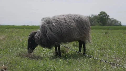 A sheep on a tether grazes in a meadow Stock Footage 288985612