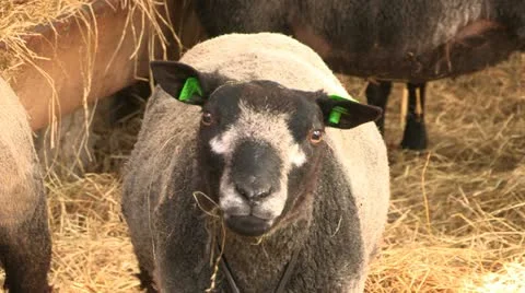 Sheep with their lambs resting in a barn Stock Footage 11068639