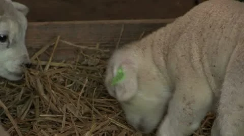 Sheep with their lambs resting in a barn Stock Footage 11069274