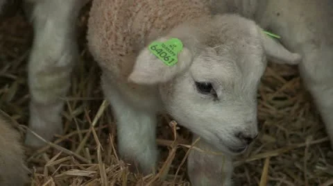 Sheep with their lambs resting in a barn Stock Footage 11069275