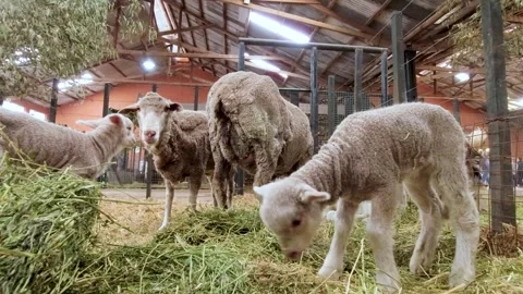 Sheep with their small lambs eating a bale of grass inside a corral during .. Stock Footage 252942932