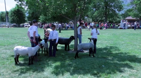 Sheep &amp; their young owners wait in shade for auction during annual festival Stock Footage 40821706
