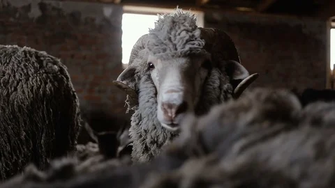Sheep there are In The Stable Vidéo 80121423