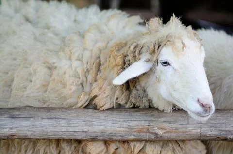 A Sheep with Thick Fur Stock Photos