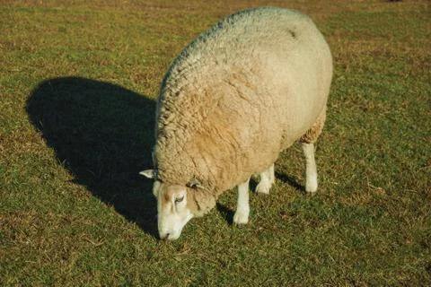Sheep with a thick layer of wool grazing on lawn Stock Photos