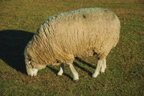 Sheep with a thick layer of wool grazing on lawn Stock Photos